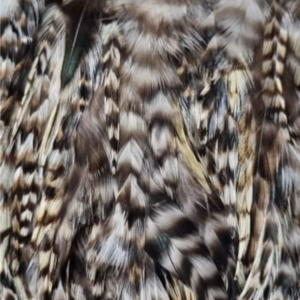 Striped-Pheasant